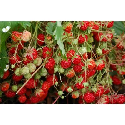 Mermelada de fresas little scarlet «Tiptree» - Imagen 2